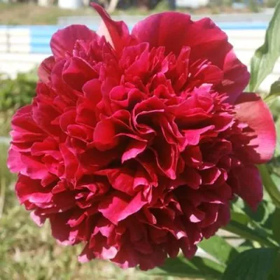 Пион АДОЛЬФ РУССО травянистый в Москве