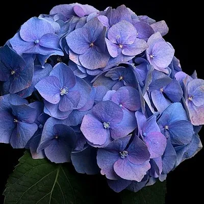 Гортензия БЛАУМАЙС крупнолистная  Гортензия БЛАУМАЙС крупнолистная в Москве