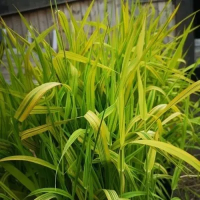 Фалярис АРКТИК САН тростниковый — описание сорта Фалярис АРКТИК САН тростниковый в Москве