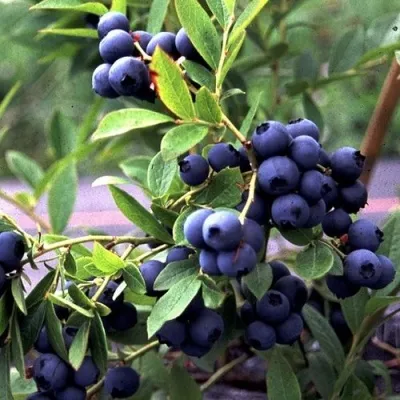 Голубика ДЖЕРСИ — описание сорта Голубика ДЖЕРСИ в Москве