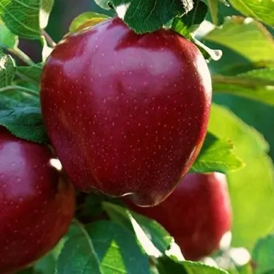 Яблоня РЕД ЧИФ — описание сорта Яблоня РЕД ЧИФ в Москве