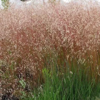 Щучка извилистая — описание сорта Щучка извилистая в Москве