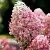 Гортензия РОЯЛ ФЛОВЕР метельчатая в Москве