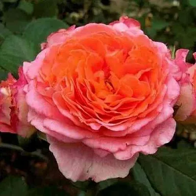 Саженцы роз НОТР ДАМ ДЮ РОЗЕР шраб  Саженцы роз НОТР ДАМ ДЮ РОЗЕР шраб в Москве