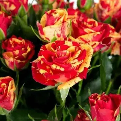 Саженцы роз ФАЙЕР ФЛЕШ спрей — описание сорта Саженцы роз ФАЙЕР ФЛЕШ спрей в Москве