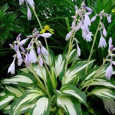 Хоста КРИСМАС КЭНДИ гибридная — описание сорта Хоста КРИСМАС КЭНДИ гибридная в Москве