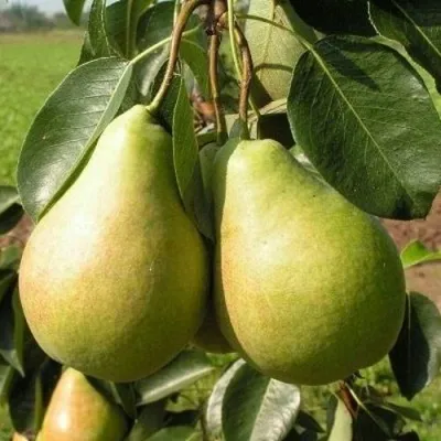 Груша ИЗУМРУД колонновидная — описание сорта Груша ИЗУМРУД колонновидная в Москве
