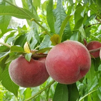 Персик ШУГАР ТАЙМ — описание сорта Персик ШУГАР ТАЙМ в Москве