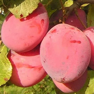 Слива ФАВОРИТЕ ДЕ СУЛТАНО  Слива ФАВОРИТЕ ДЕ СУЛТАНО в Москве