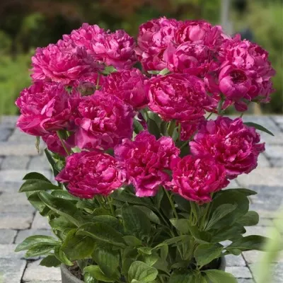 Пион ЛОНДОН травянистый в Москве