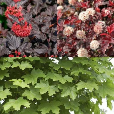 Комплект ОСЕННИЙ КОСТЕР — описание сорта Комплект ОСЕННИЙ КОСТЕР в Москве