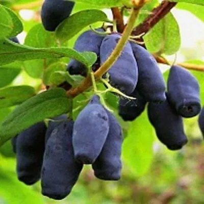 Жимолость съедобная МОСКОВСКАЯ — описание сорта Жимолость съедобная МОСКОВСКАЯ в Москве