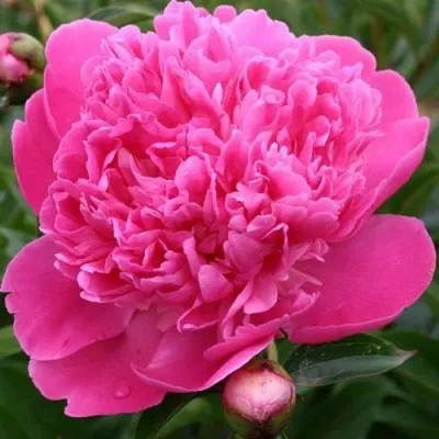 Пион ЭДУЛИС СУПЕРБА травянистый — описание сорта Пион ЭДУЛИС СУПЕРБА травянистый в Москве