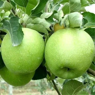 Яблоня РЕНЕТ СИМИРЕНКО — описание сорта Яблоня РЕНЕТ СИМИРЕНКО в Москве