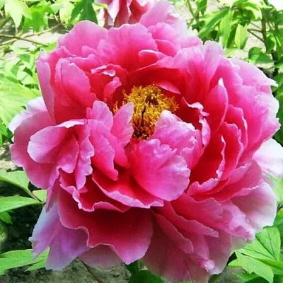 Пион ВОСХОД СОЛНЦА древовидный  Пион ВОСХОД СОЛНЦА древовидный в Москве