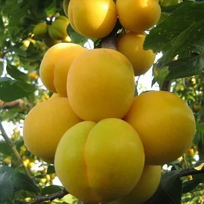 Слива ЛОДВА  Слива ЛОДВА в Москве