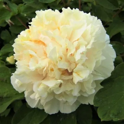 Пион НЕЖНЫЙ ГОЛОС древовидный — описание сорта Пион НЕЖНЫЙ ГОЛОС древовидный в Москве