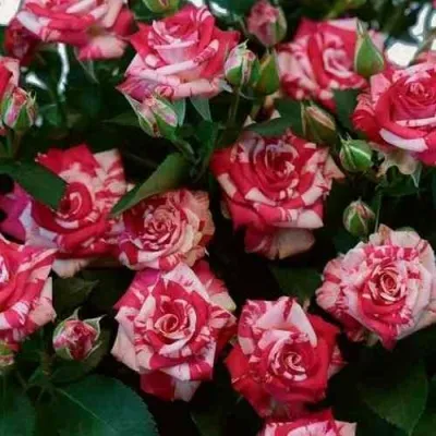 Саженцы роз ФАЙЕР ВОРКС миниатюрная — описание сорта Саженцы роз ФАЙЕР ВОРКС миниатюрная в Москве