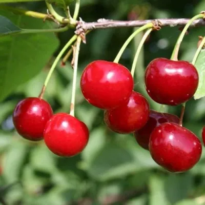 Вишня ЗАРАНКА в Москве