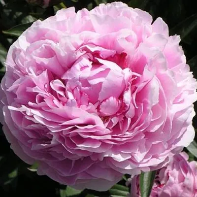 Пион ША-ЛА травянистый в Москве