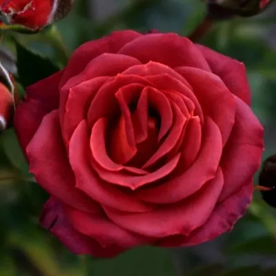 Саженцы роз ЧОКОЧИНО спрей — описание сорта Саженцы роз ЧОКОЧИНО спрей в Москве