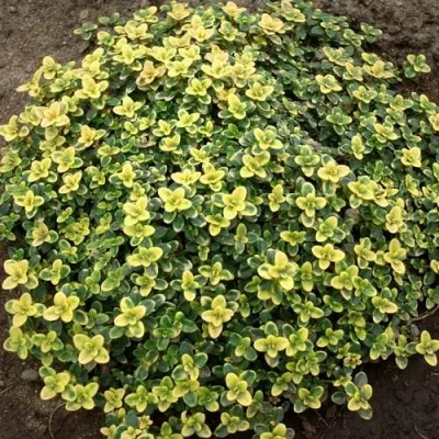 Тимьян ДОННА ВАЛЕЙ лимоннопахнущий — описание сорта Тимьян ДОННА ВАЛЕЙ лимоннопахнущий в Москве