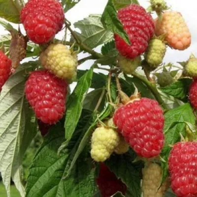 Малина ПАТРИЦИЯ — описание сорта Малина ПАТРИЦИЯ в Москве