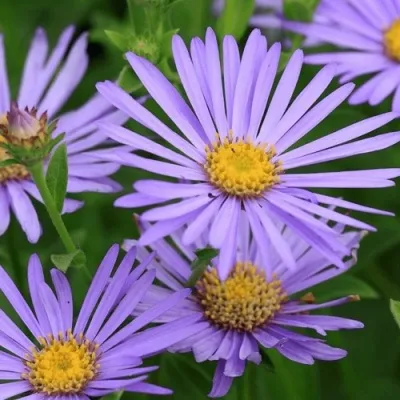 Астра ЛЕДИ ИН БЛЮ — описание сорта Астра ЛЕДИ ИН БЛЮ в Москве