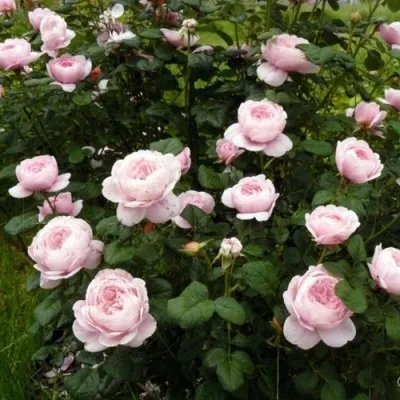 Саженцы роз КУИН ОФ СУИДЕН английская в Москве