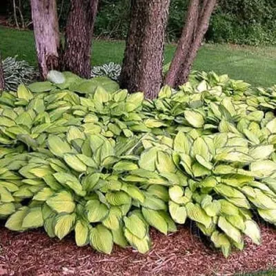 Хоста ГОЛД СТАНДАРТ Форчуна — описание сорта Хоста ГОЛД СТАНДАРТ Форчуна в Москве