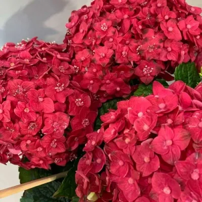 Гортензия ЭНДЛЕСС САММЕР ЛАВ крупнолистная — описание сорта Гортензия ЭНДЛЕСС САММЕР ЛАВ крупнолистная в Москве