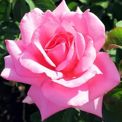 Саженцы роз ЖАРДЕН ДЕ ВИЛЛАНДРИ чайно-гибридная  Саженцы роз ЖАРДЕН ДЕ ВИЛЛАНДРИ чайно-гибридная в Москве