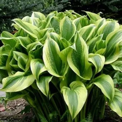 Хоста АУРЕОМАРГИНАТА — описание сорта Хоста АУРЕОМАРГИНАТА в Москве