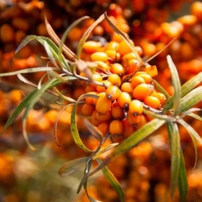 Облепиха ФИНСКАЯ — описание сорта Облепиха ФИНСКАЯ в Москве