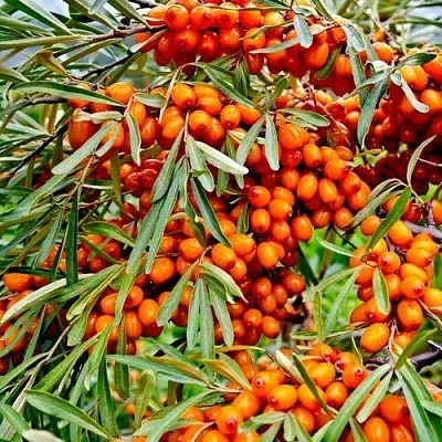 Облепиха ДЖЕМОВАЯ  Облепиха ДЖЕМОВАЯ в Москве