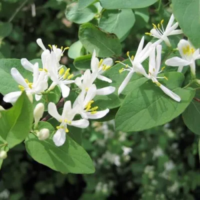 Жимолость МААКА в Москве