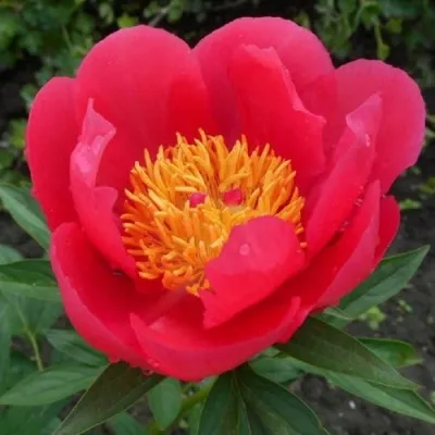 Пион МОСКВА травянистый — описание сорта Пион МОСКВА травянистый в Москве