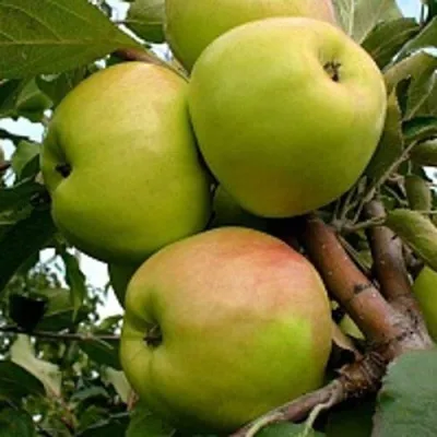 Яблоня БРАТ ЧУДНОГО стелющаяся — описание сорта Яблоня БРАТ ЧУДНОГО стелющаяся в Москве