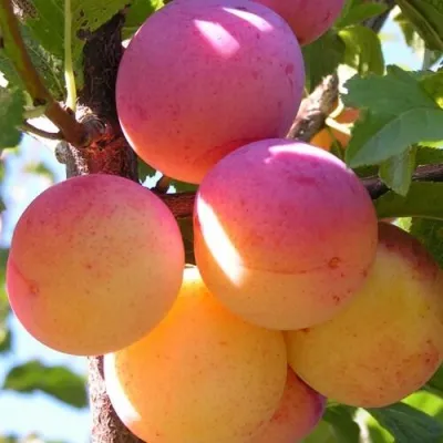 Слива ВЕТРАЗЬ-2 — описание сорта Слива ВЕТРАЗЬ-2 в Москве