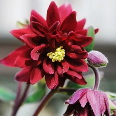 Аквилегия РУБИ ПОРТ обыкновенная — описание сорта Аквилегия РУБИ ПОРТ обыкновенная в Москве