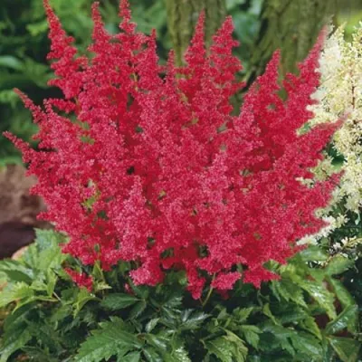 Астильба МОНТГОМЕРИ японская — описание сорта Астильба МОНТГОМЕРИ японская в Москве