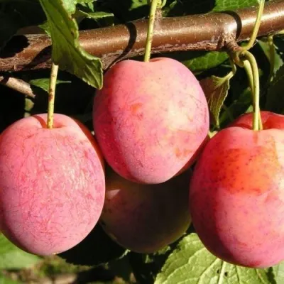 Слива ВИКТОРИЯ — описание сорта Слива ВИКТОРИЯ в Москве