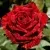 Саженцы роз РЕД ИНТУИШН чайно-гибридная — описание сорта Саженцы роз РЕД ИНТУИШН чайно-гибридная в Москве