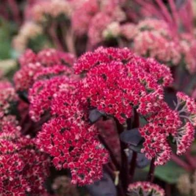 Очиток (седум) РЕД КАУЛИ — описание сорта Очиток (седум) РЕД КАУЛИ в Москве