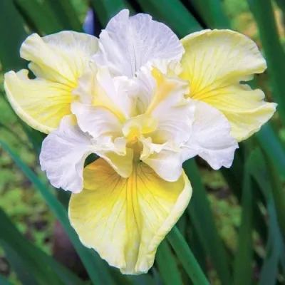 Ирис ЙЕЛЛОУ ТЕЙЛ сибирский — описание сорта Ирис ЙЕЛЛОУ ТЕЙЛ сибирский в Москве