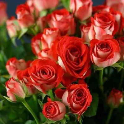 Саженцы роз ЗОДИАК спрей в Москве