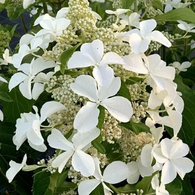 Гортензия ЛЕВАНА метельчатая — описание сорта Гортензия ЛЕВАНА метельчатая в Москве