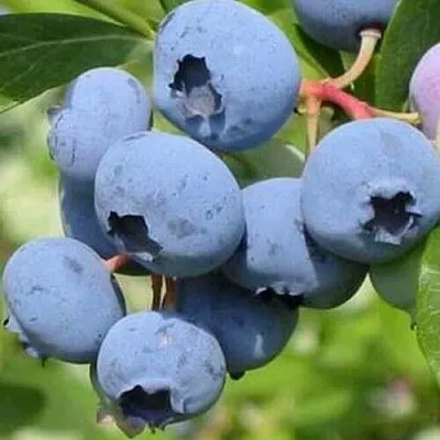 Голубика ДАРРОУ  Голубика ДАРРОУ в Москве