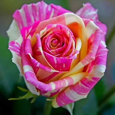 Саженцы роз ФИЕСТА чайно-гибридная — описание сорта Саженцы роз ФИЕСТА чайно-гибридная в Москве