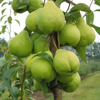 Груша ДЕКОР колонновидная — описание сорта Груша ДЕКОР колонновидная в Москве
